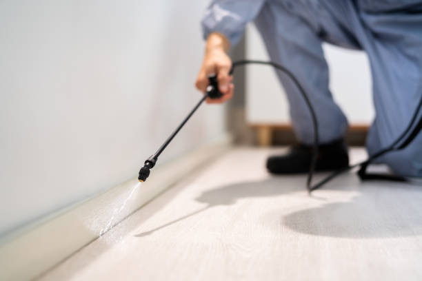 Licensed Wasp Removal service in Wolfdale, PA - Show Me Pest Control